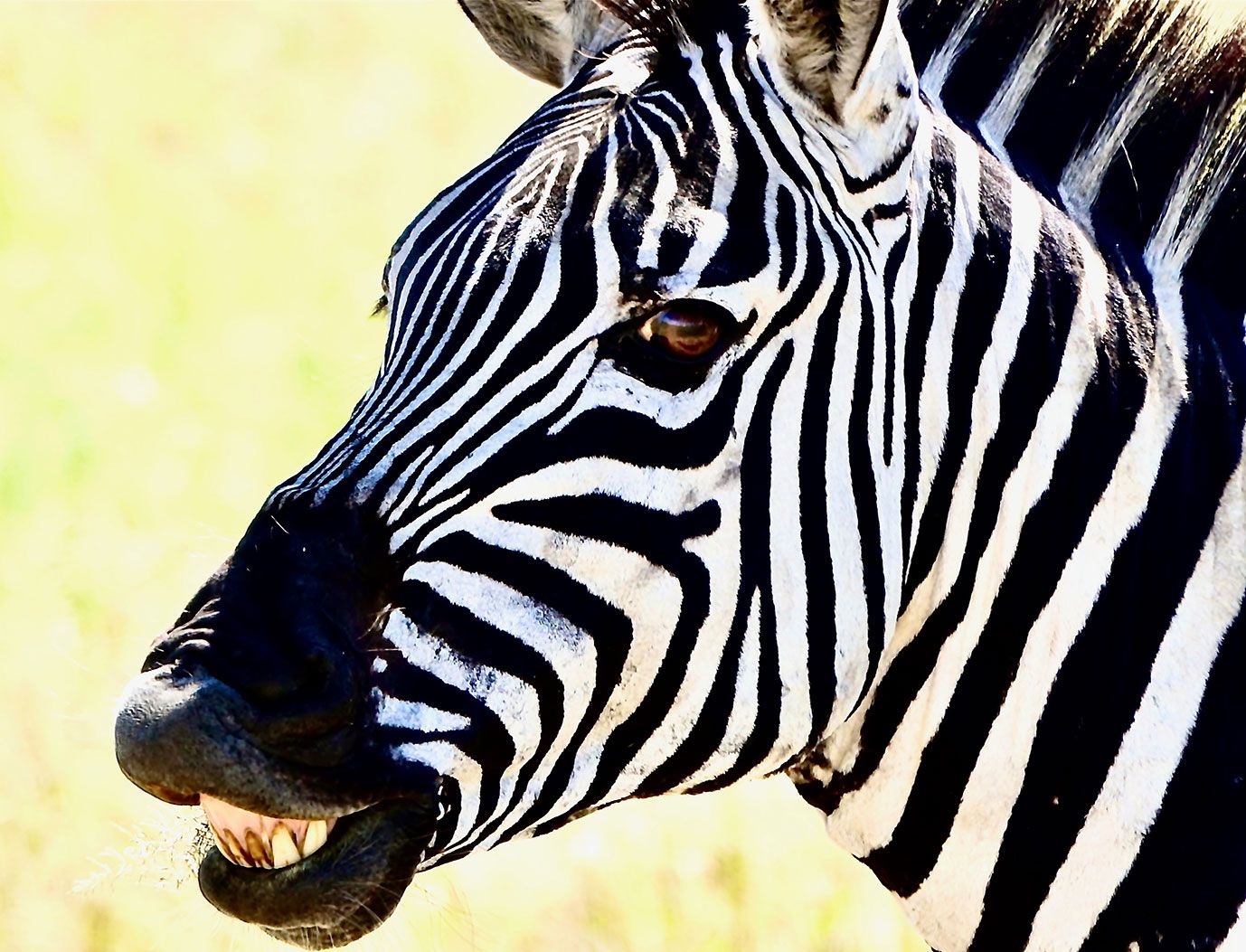 Foto Zebra © Lea Grünberg Akademie für Zoo- und Wildtierschutz