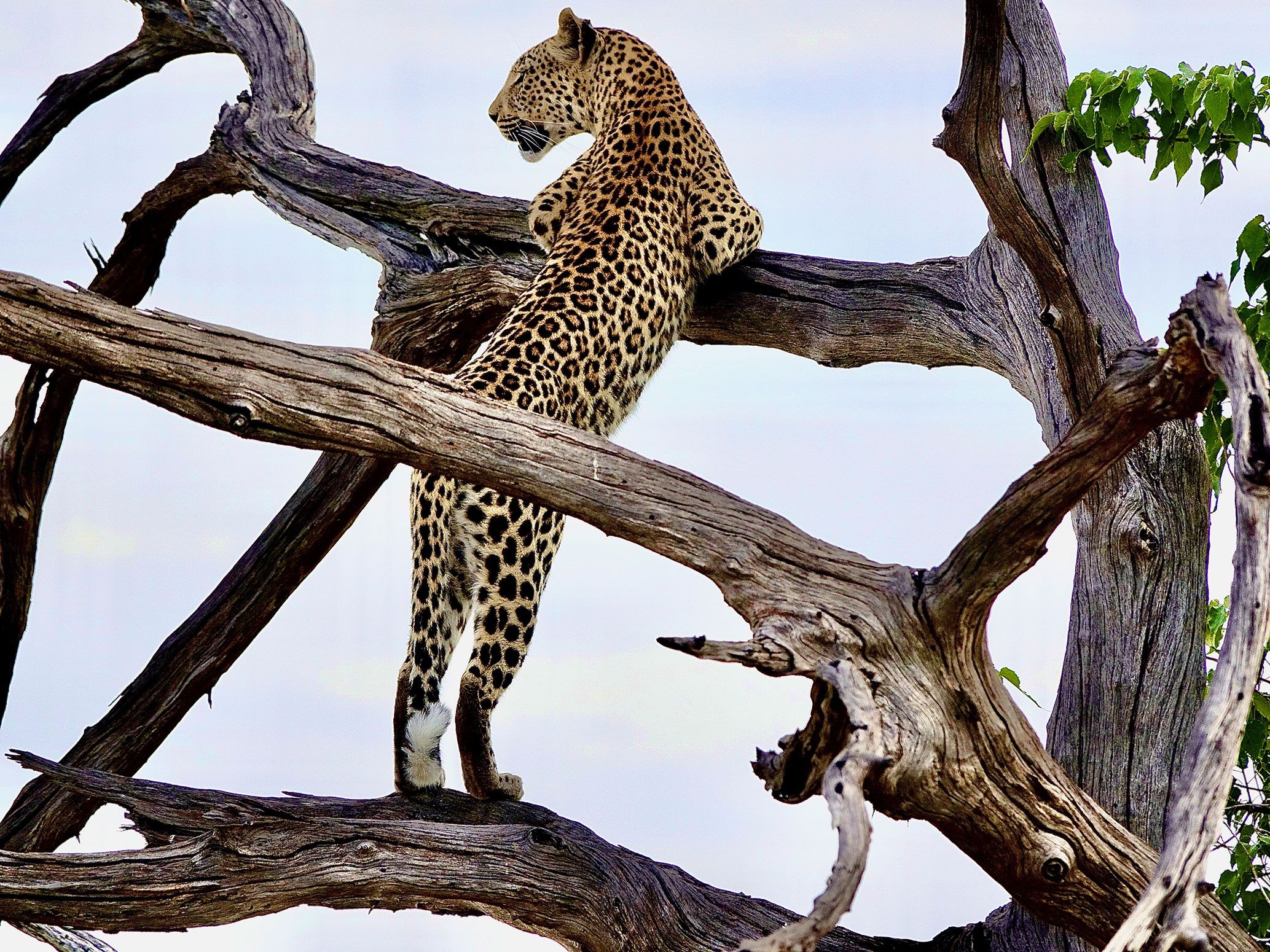 Gepard auf Baum